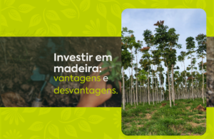 Investir em madeira vantagens e desvantagens