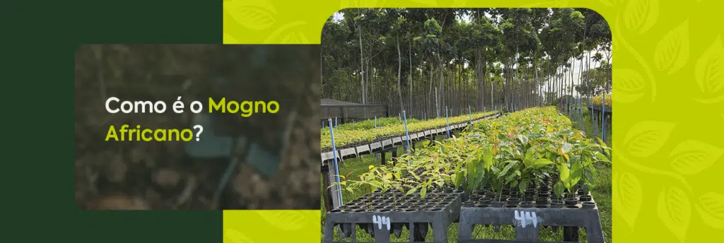 Como é o Mogno Africano