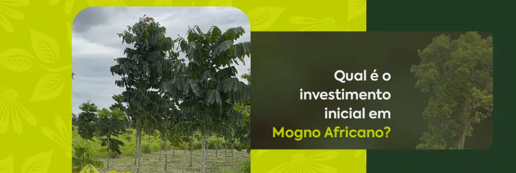 Qual é o investimento inicial em Mogno Africano